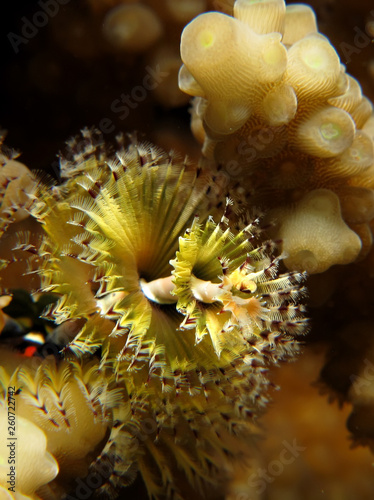 Christmas Tree Worm-Spirobranchus giganteus photo