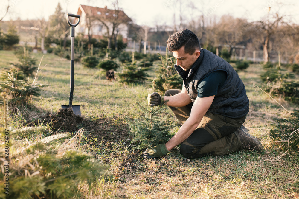 Young man plant a small tree in the garden. Small plantation for a christmas tree. Picea pungens and Abies nordmanniana. Spruce and fir.