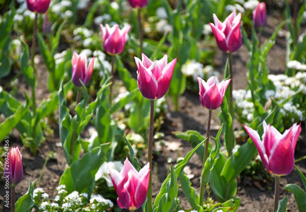 Purple tulips in the garden