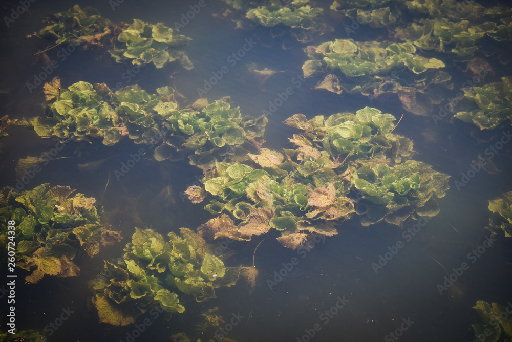 Fresh water weeds underwater / Plants water lettuce in the nature lake river