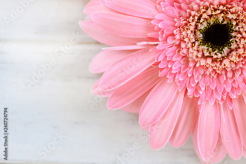 Soft pink flower gerbera daisy on white  table background 
