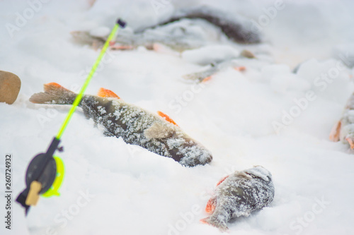 fish on winter fishing