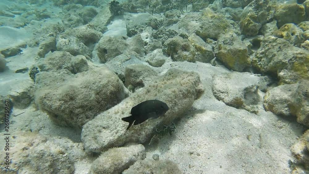 Poisson exotiques fond marin Guadeloupe France