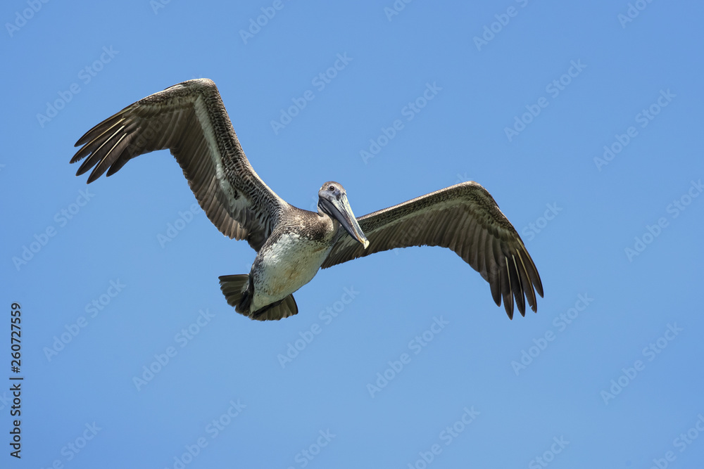 Obraz premium Brown pelican (Pelecanus occidentalis) is a North American bird of the pelican family. It is found on the Atlantic Coast from Nova Scotia to the mouth of the Amazon River
