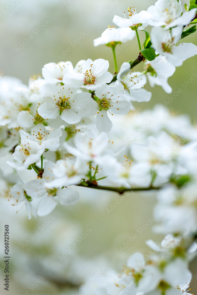 Blooming apple tree in spring time.