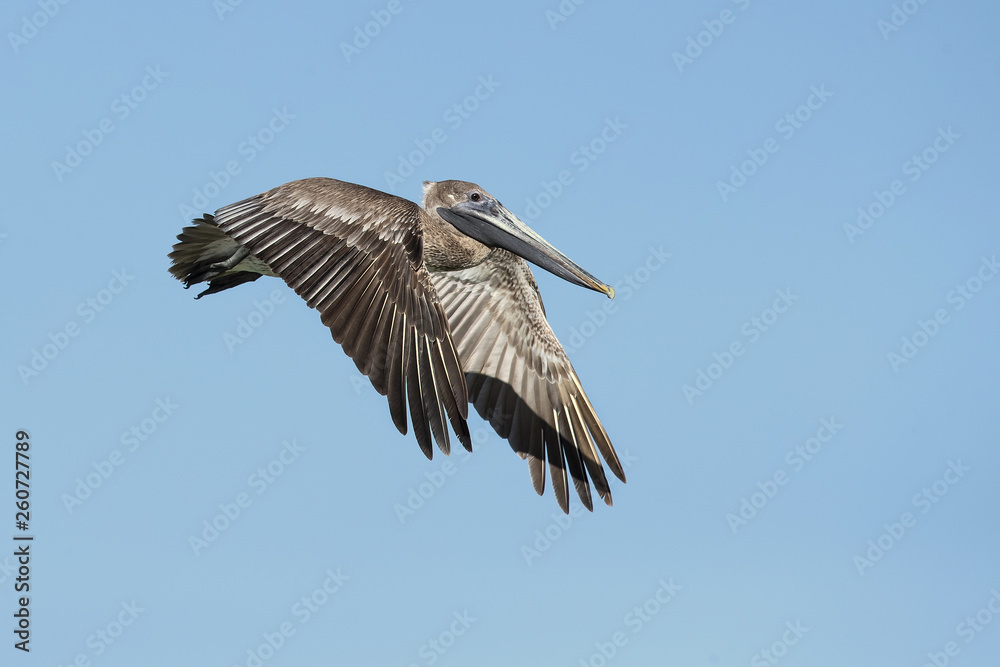 Obraz premium Brown pelican (Pelecanus occidentalis) is a North American bird of the pelican family. It is found on the Atlantic Coast from Nova Scotia to the mouth of the Amazon River