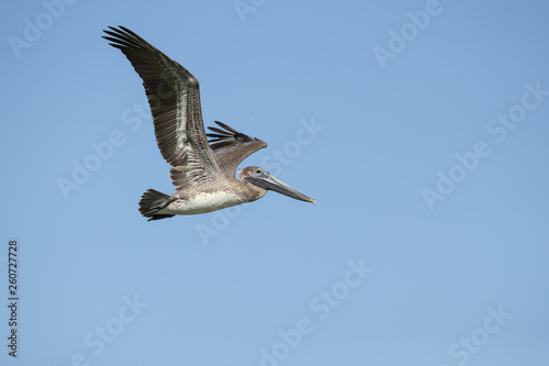 Brown pelican  Pelecanus occidentalis  is a North American bird of the pelican family. It is found on the Atlantic Coast from Nova Scotia to the mouth of the Amazon River