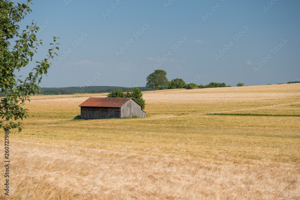 Fototapeta premium Getreidefeld