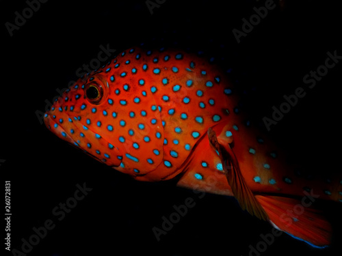 Coral Hind Grouper (cephalopholis miniata) photo