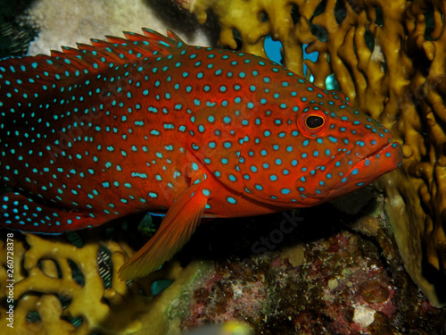 Coral Hind Grouper (cephalopholis miniata) photo