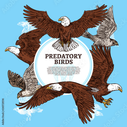 Predatory birds, sketch eagle or falcon