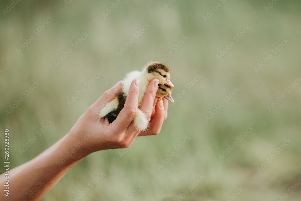two small ducklings on the hands. little yellow ducklings in the hands of woman. closeup, with blurred background, outdoors