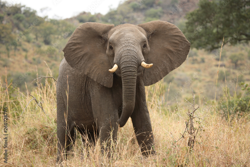 Fototapeta premium Afrikanischer Elefant / African elephant / Loxodonta africana