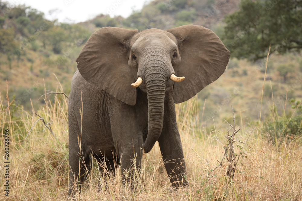 Afrikanischer Elefant / African elephant / Loxodonta africana