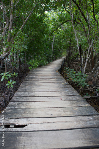 Wooden footbridge in the mangrove forest, Seychelles