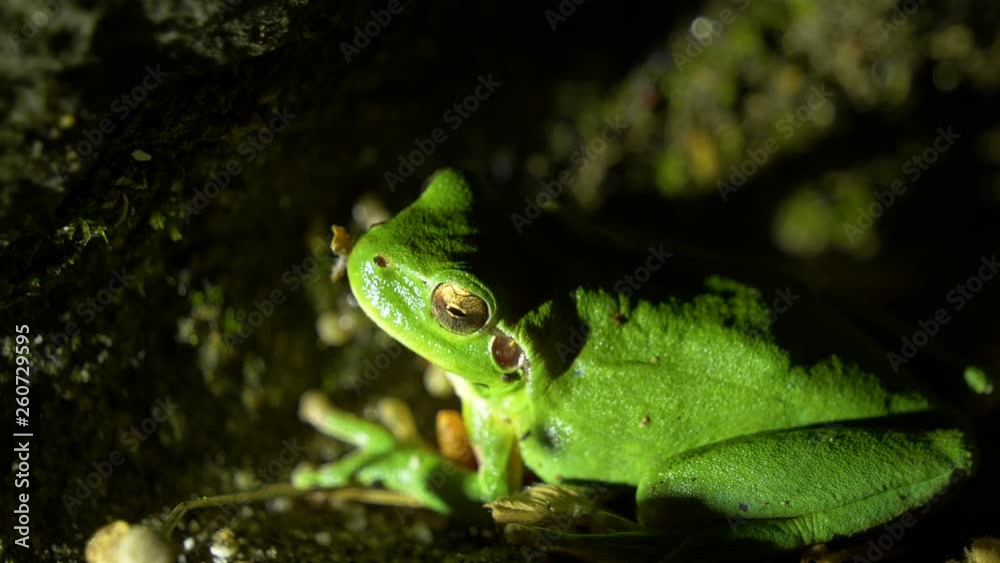 European tree frog on mossy ground at night European tree frog on mossy ground at night