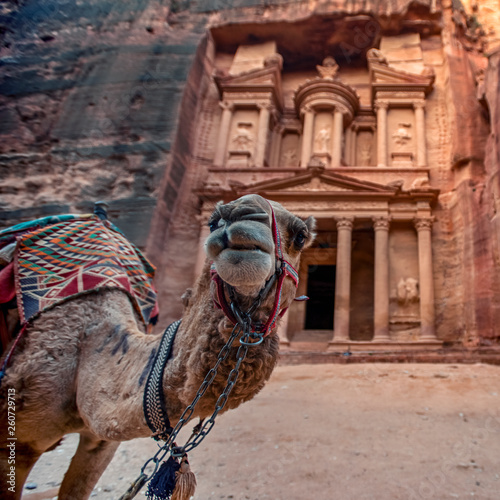 Camel standing in front of the Al Khazneh tomb. The Treasury tomb of Petra, Jordan - Image, selective focus photo