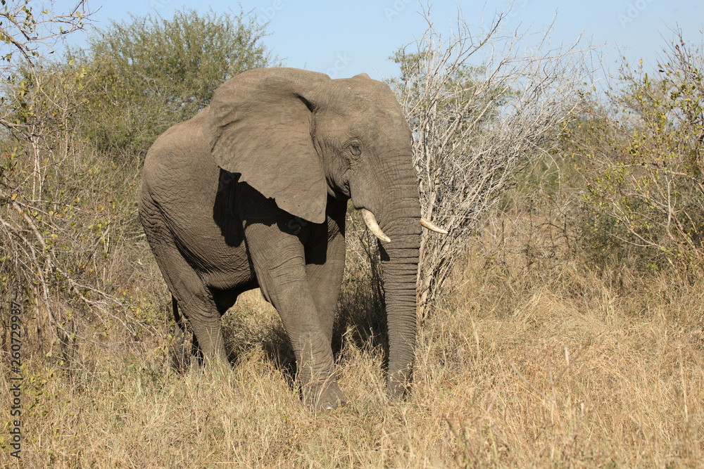 Afrikanischer Elefant / African elephant / Loxodonta africana