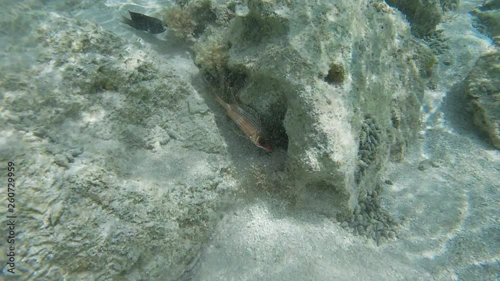 Poisson exotiques fond marin Guadeloupe France