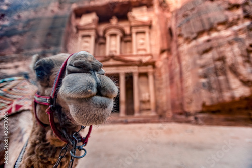 Camel standing in front of the Al Khazneh tomb. The Treasury tomb of Petra, Jordan - Image, selective focus photo