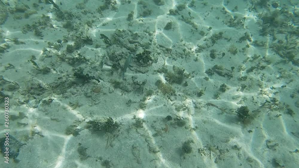 Poisson exotiques fond marin Guadeloupe France
