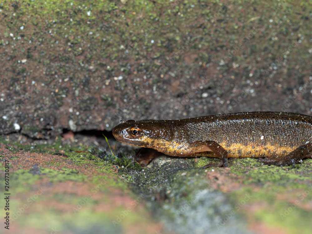 Obraz premium Palmate Newt , Lissotriton helveticus, on wall at night