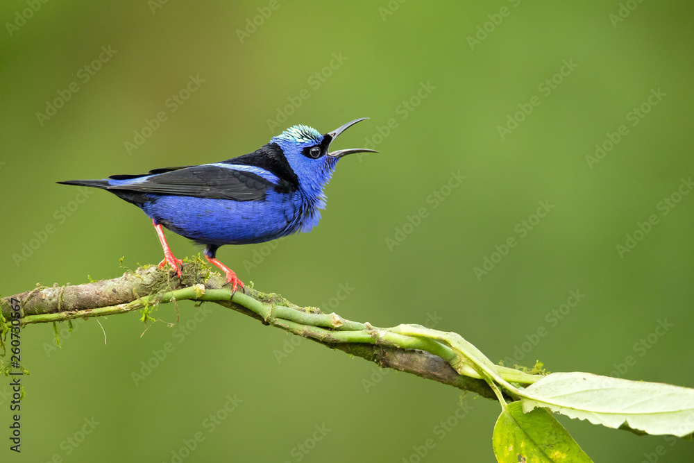 Red-legged honeycreeper (Cyanerpes cyaneus) is a small songbird species in the tanager family (Thraupidae). It is found in the tropical New World from southern Mexico south to Peru