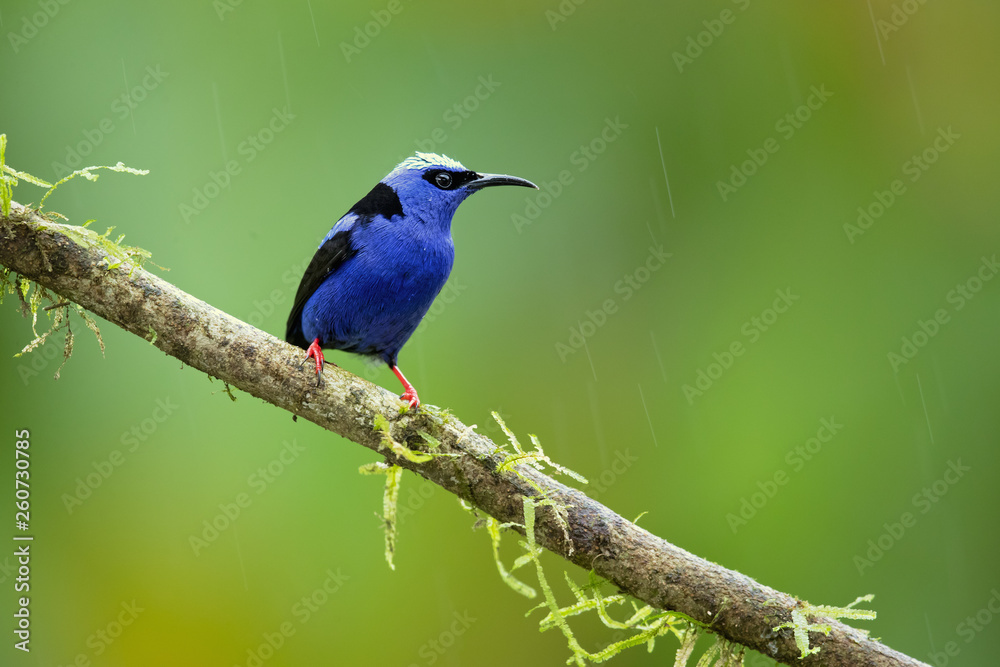 Red-legged honeycreeper (Cyanerpes cyaneus) is a small songbird species in the tanager family (Thraupidae). It is found in the tropical New World from southern Mexico south to Peru Red-legged honeycreeper (Cyanerpes cyaneus) is a small songbird species in the tanager family (Thraupidae). It is found in the tropical New World from southern Mexico south to Peru