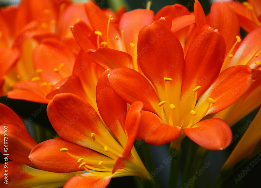 tulips on a green background