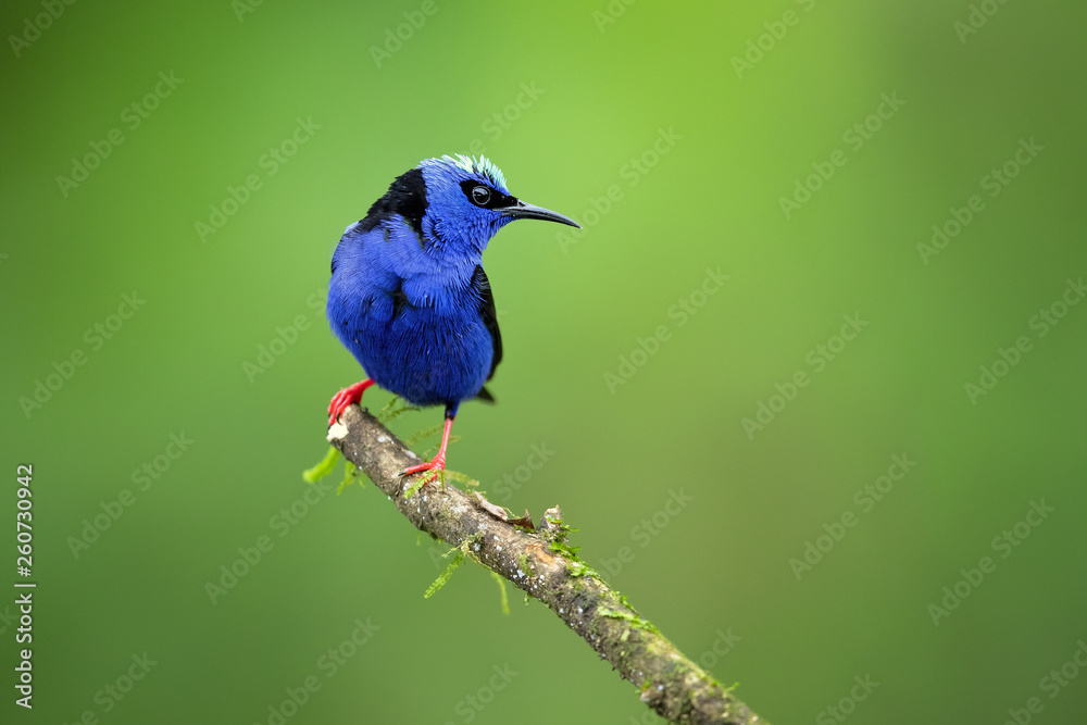 Red-legged honeycreeper (Cyanerpes cyaneus) is a small songbird species in the tanager family (Thraupidae). It is found in the tropical New World from southern Mexico south to Peru