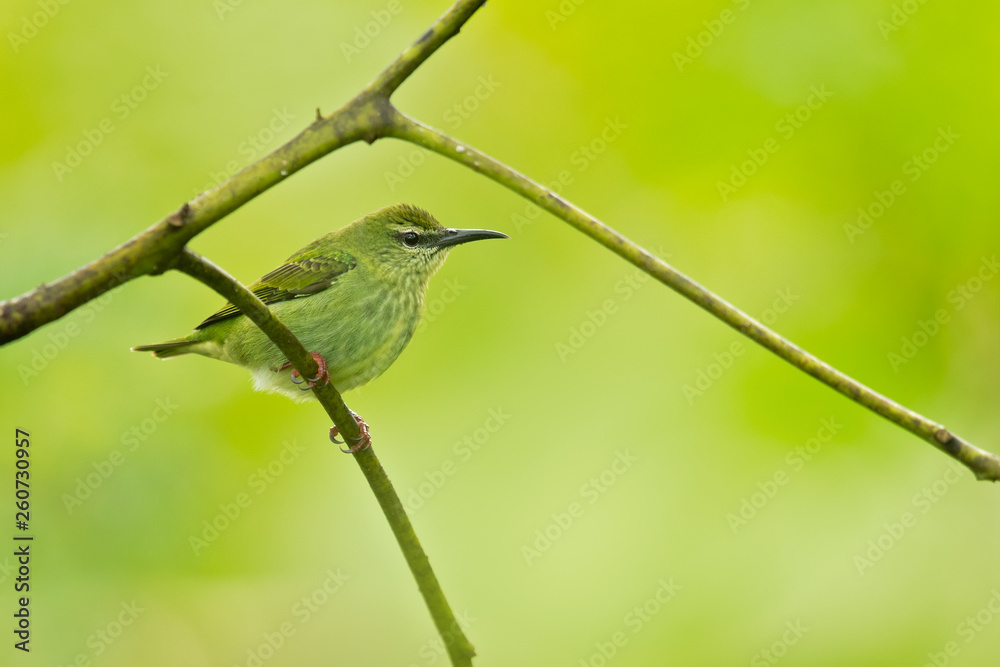 Fototapeta premium Red-legged honeycreeper (Cyanerpes cyaneus) is a small songbird species in the tanager family (Thraupidae). It is found in the tropical New World from southern Mexico south to Peru