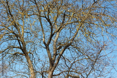 kahler walnussbaum in der morgensonne