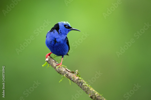 Red-legged honeycreeper (Cyanerpes cyaneus) is a small songbird species in the tanager family (Thraupidae). It is found in the tropical New World from southern Mexico south to Peru © Milan