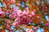 Colourful pink cherry blossom.