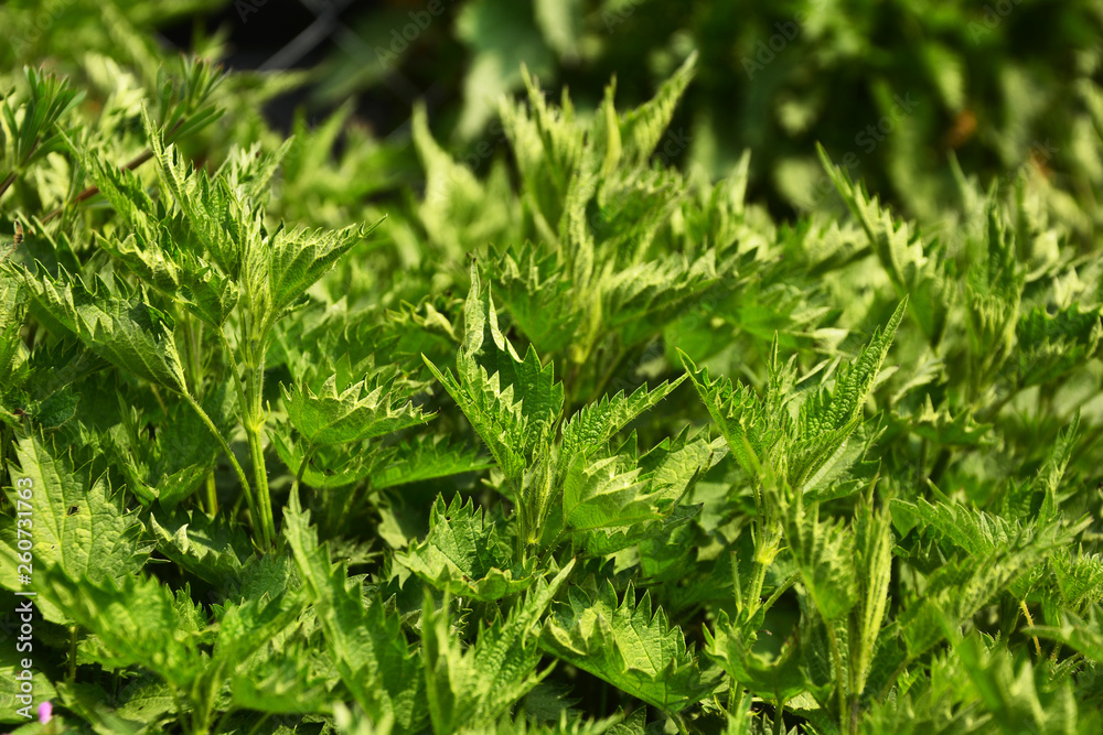 background of green grass background of green grass