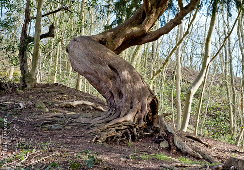 Tableau sur toile Twisted yew tree trunk in woodland