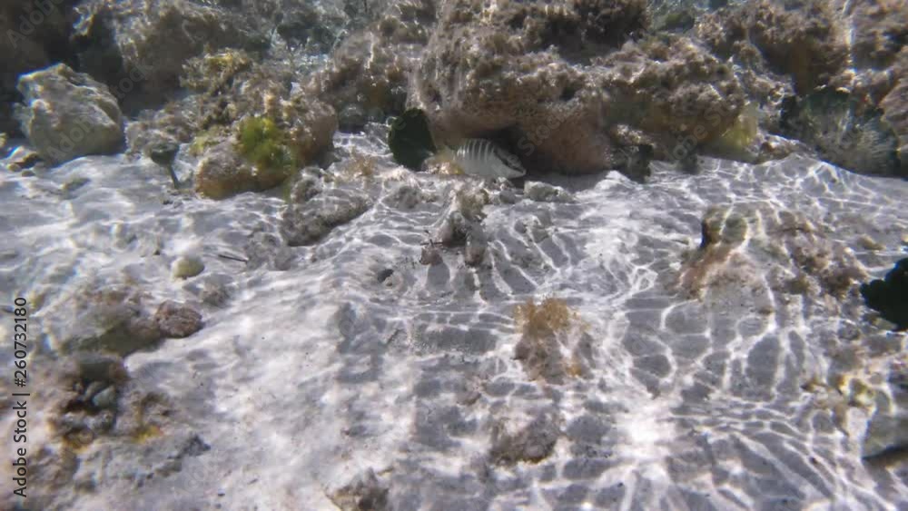 Poisson exotiques fond marin Guadeloupe France