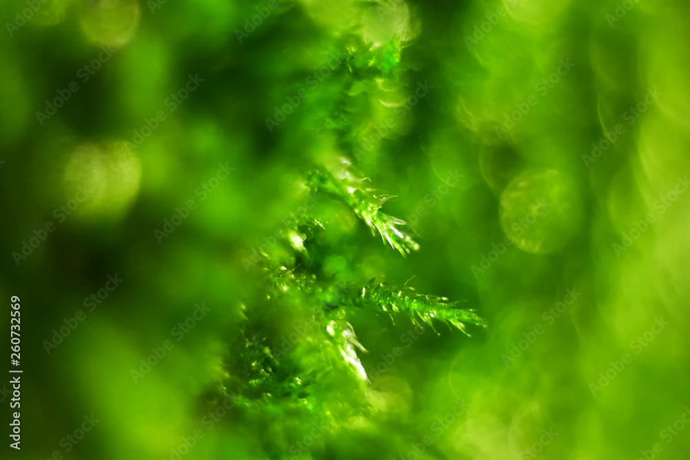 Closeup of moss shoots in blurred background Closeup of moss shoots in blurred background