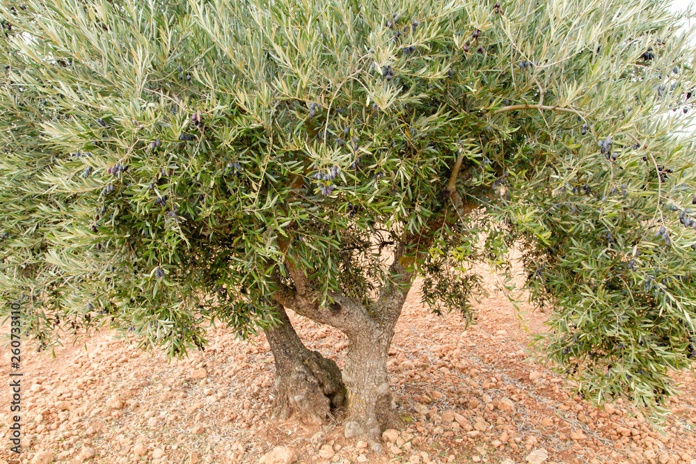 Olea europaea or olive tree full of fruits Olea europaea or olive tree full of fruits