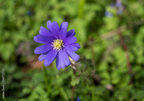 purple Wood anemone wind flower