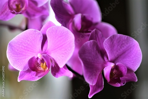 An Image of a orchid