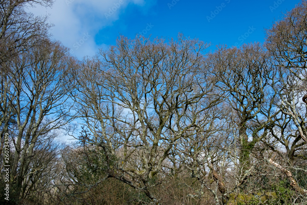 Line of trees against a blue sky Line of trees against a blue sky