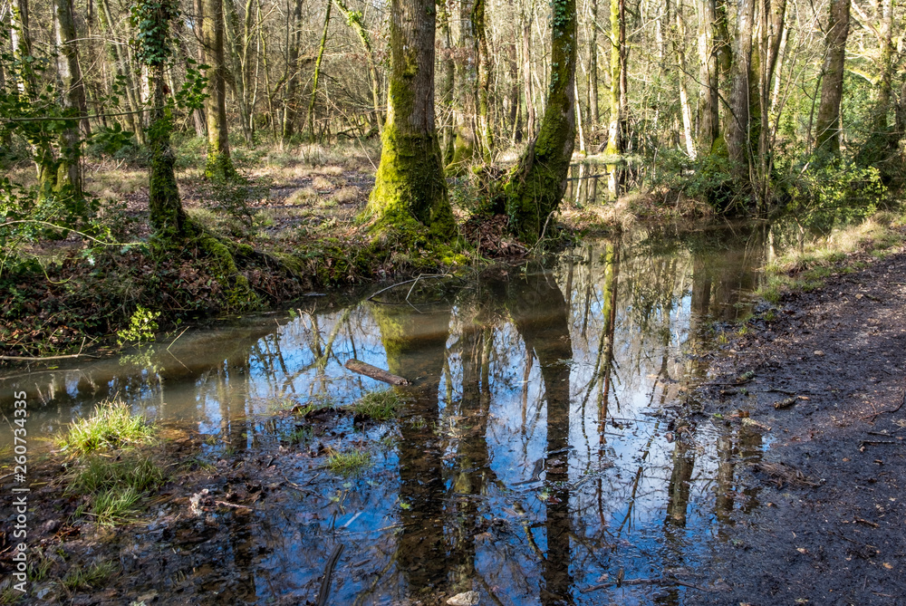 Tree reflections in woodland river Tree reflections in woodland river