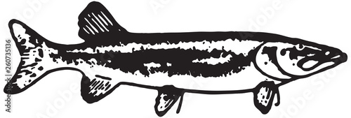 Sardine Fish  - Retro Ad Art Banner