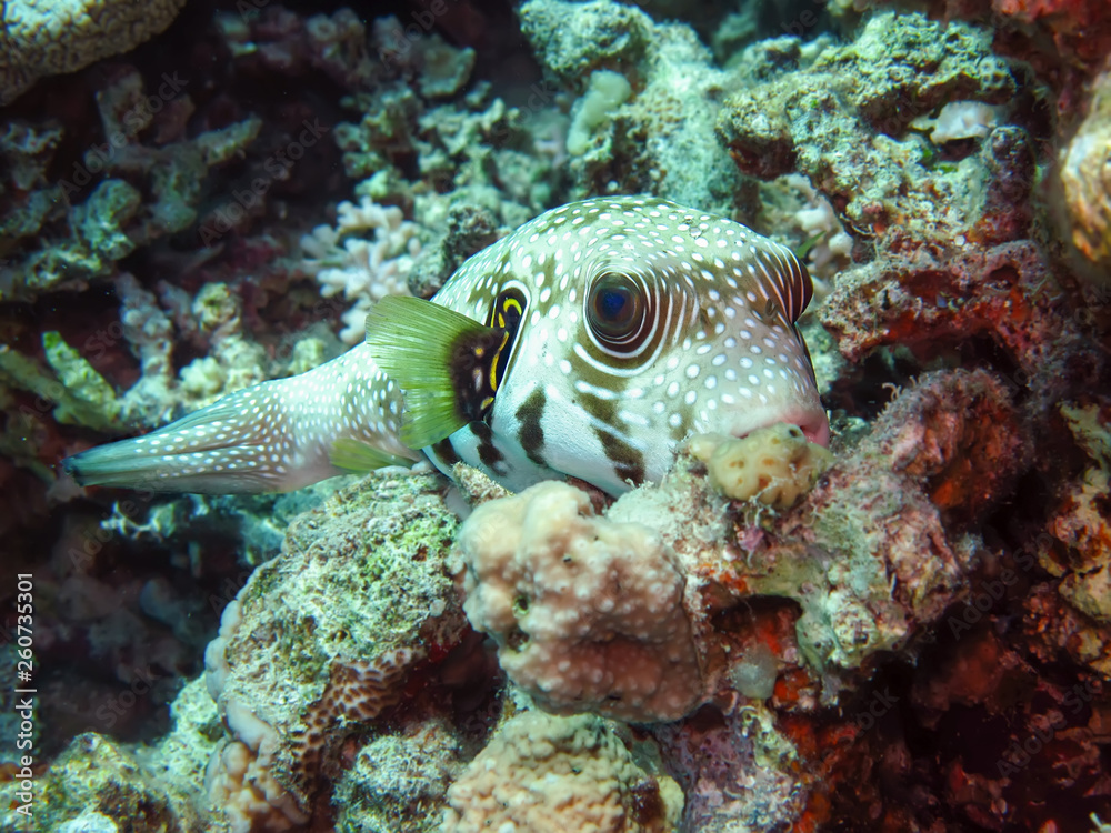 Whitespotted puffer (Arothron hispidus)