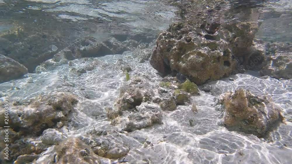 Poisson exotiques fond marin Guadeloupe France