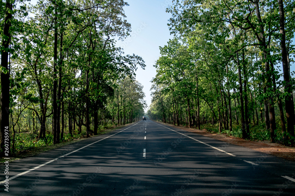 road in the forest road in the forest