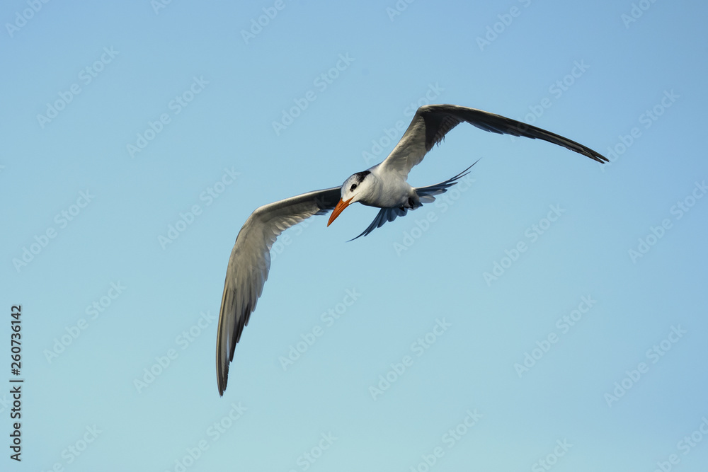 Obraz premium Royal tern (Thalasseus maximus) is a tern in the family Laridae. Taken in Costa Rica