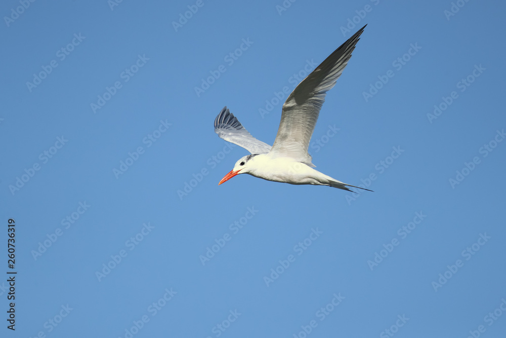 Royal tern (Thalasseus maximus) is a tern in the family Laridae. Taken in Costa Rica Royal tern (Thalasseus maximus) is a tern in the family Laridae. Taken in Costa Rica