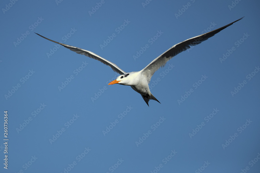 Royal tern (Thalasseus maximus) is a tern in the family Laridae. Taken in Costa Rica Royal tern (Thalasseus maximus) is a tern in the family Laridae. Taken in Costa Rica